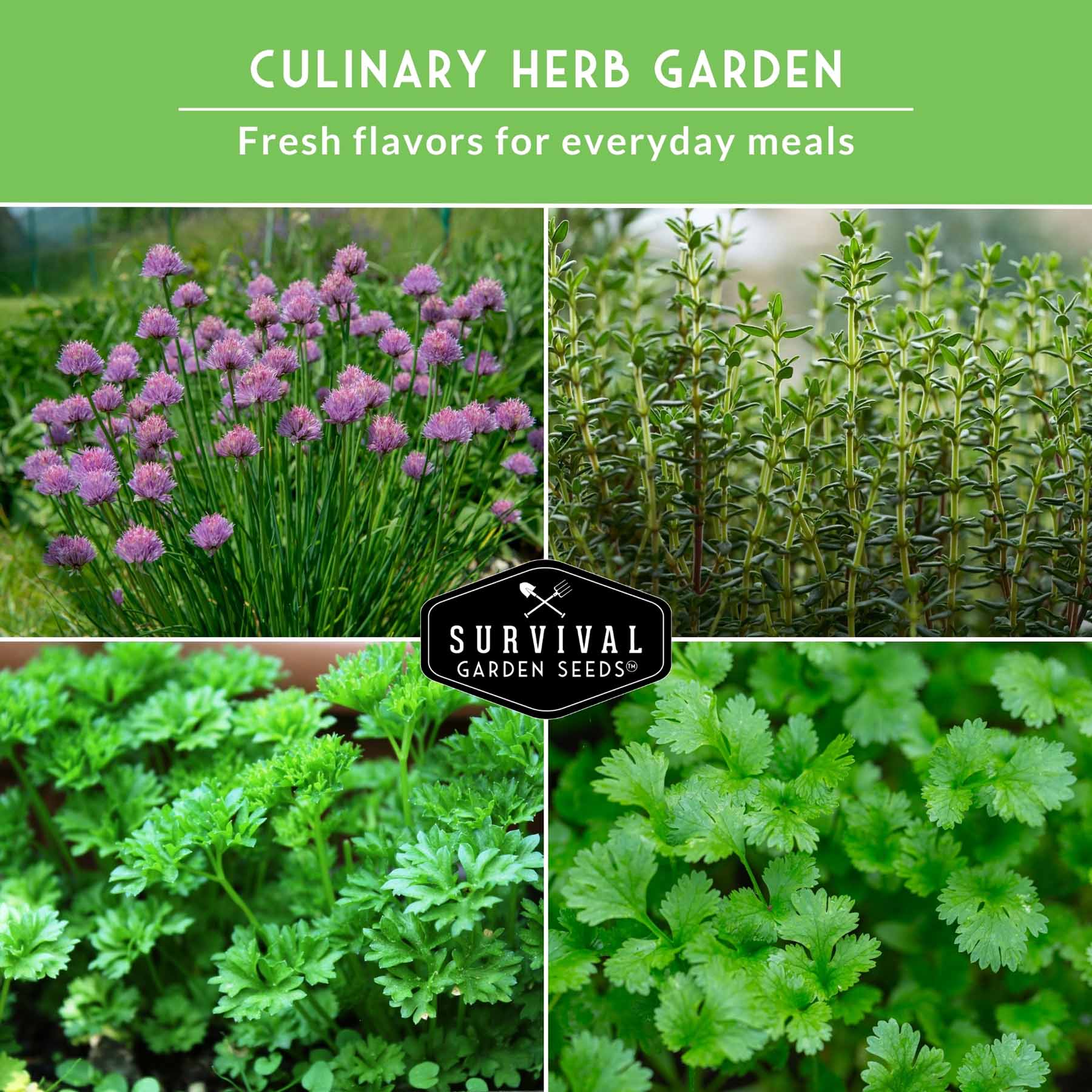 Culinary Herb Seed Collection – 5 Essential Kitchen Herbs for Indoor or Outdoor Growing