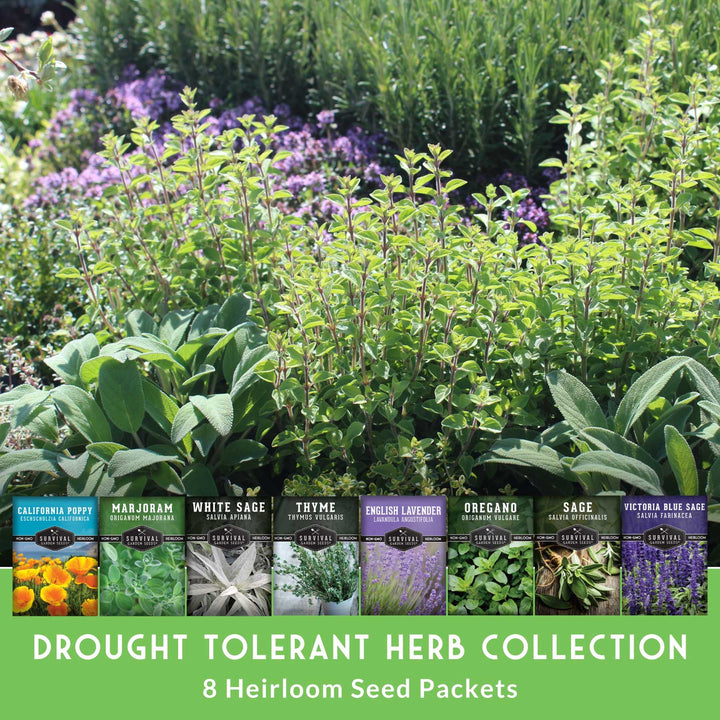 Drought-Tolerant Herb &amp; Flower Seed Kit – 8 Full-Sun, Xeriscape-Friendly Varieties for Low-Water Gardens