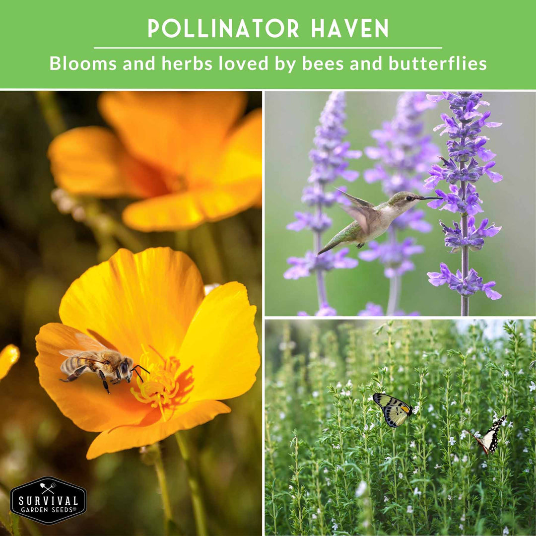 Drought-Tolerant Herb &amp; Flower Seed Kit – 8 Full-Sun, Xeriscape-Friendly Varieties for Low-Water Gardens