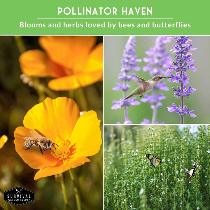 Drought-Tolerant Herb &amp; Flower Seed Kit – 8 Full-Sun, Xeriscape-Friendly Varieties for Low-Water Gardens