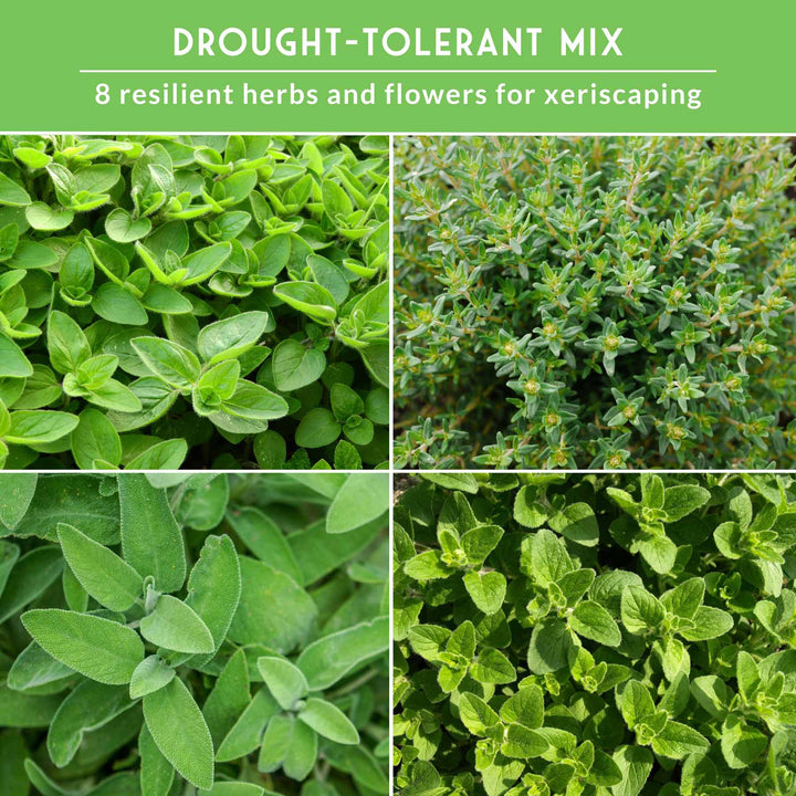 Drought-Tolerant Herb &amp; Flower Seed Kit – 8 Full-Sun, Xeriscape-Friendly Varieties for Low-Water Gardens
