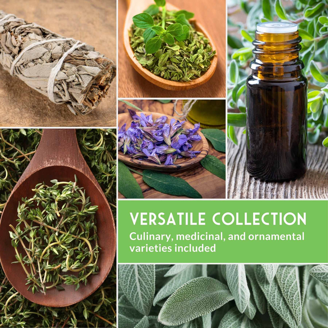 Drought-Tolerant Herb &amp; Flower Seed Kit – 8 Full-Sun, Xeriscape-Friendly Varieties for Low-Water Gardens