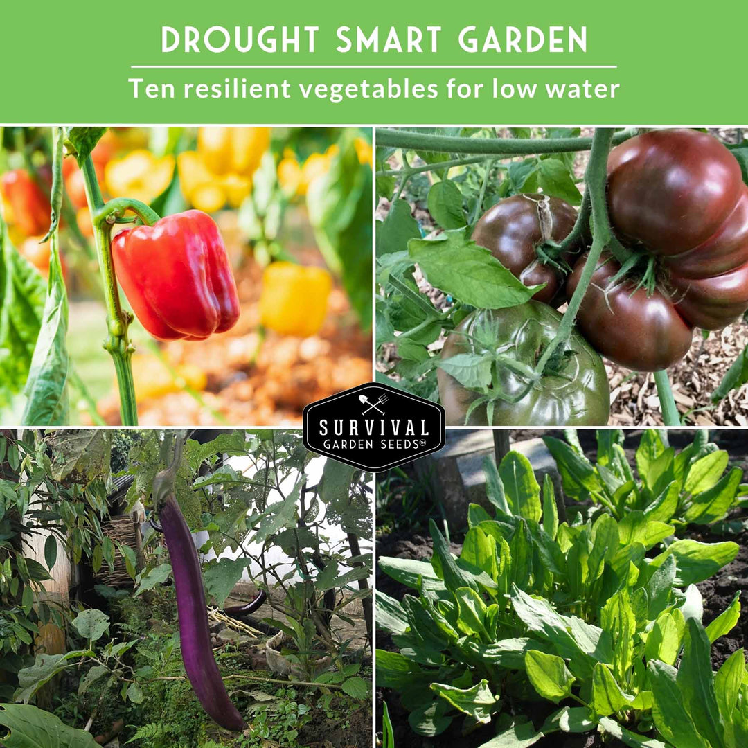 Drought-Tolerant Vegetable Seeds Variety Pack – 10 Heat-Resilient, Full-Sun Garden Favorites for Dry Climate Growing