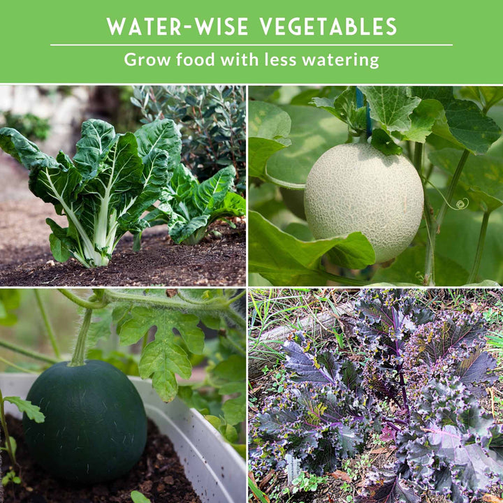Drought-Tolerant Vegetable Seeds Variety Pack – 10 Heat-Resilient, Full-Sun Garden Favorites for Dry Climate Growing