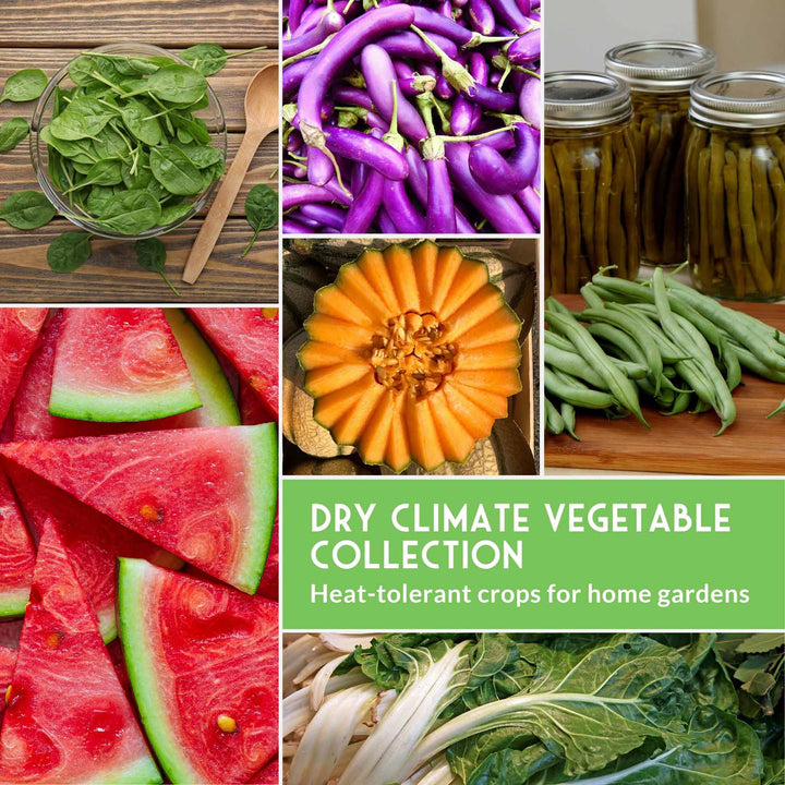 Drought-Tolerant Vegetable Seeds Variety Pack – 10 Heat-Resilient, Full-Sun Garden Favorites for Dry Climate Growing