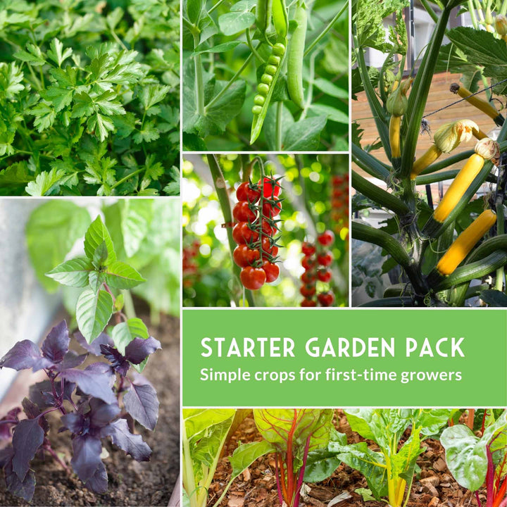 Easy-to-Grow Seed Collection – Beginner-Friendly Vegetables &amp; Herbs for Quick, Reliable Harvests