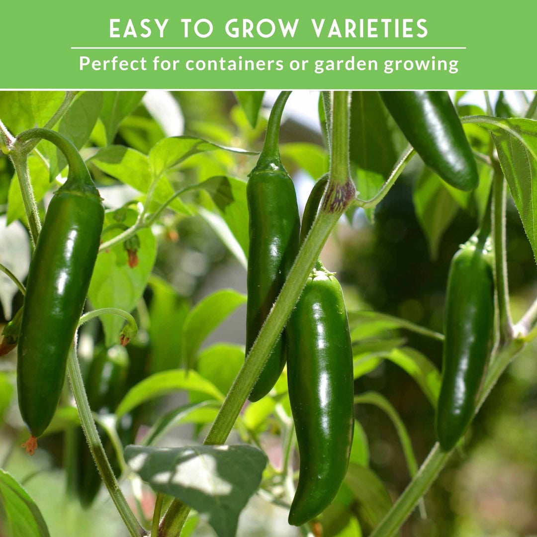 4 Pepper Seed Collection – Heirloom Non-GMO Hot &amp; Sweet Peppers for Salsas, Roasting &amp; Fresh Garden Harvests