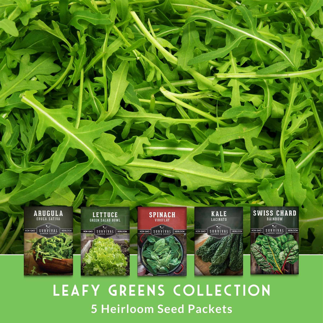 Greens Seeds Collection – 5 Heirloom Leafy Superfoods for Year-Round Growing Indoors or Outdoors