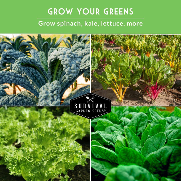 Greens Seeds Collection – 5 Heirloom Leafy Superfoods for Year-Round Growing Indoors or Outdoors