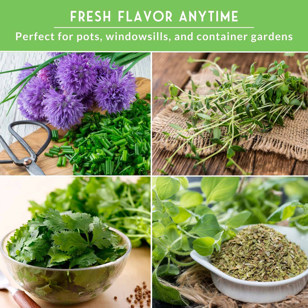 Indoor Herb Garden Seeds Variety Pack – 10 Heirloom Culinary Herbs for Windowsill or Container Growing