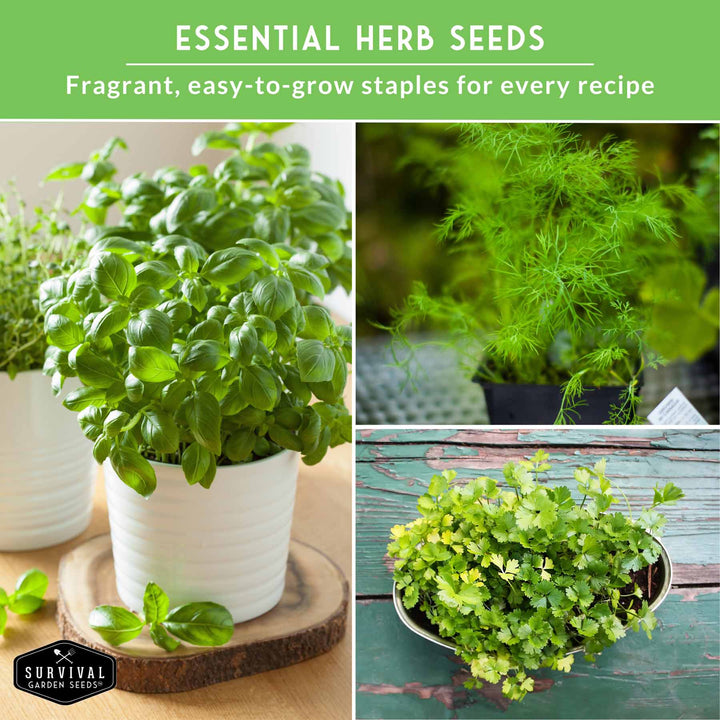 Indoor Herb Garden Seeds Variety Pack – 10 Heirloom Culinary Herbs for Windowsill or Container Growing
