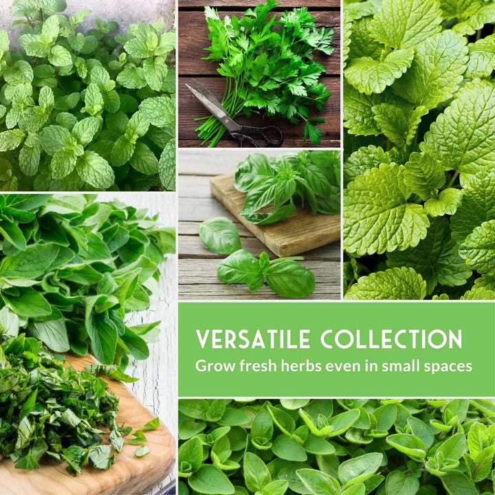 Indoor Herb Garden Seeds Variety Pack – 10 Heirloom Culinary Herbs for Windowsill or Container Growing