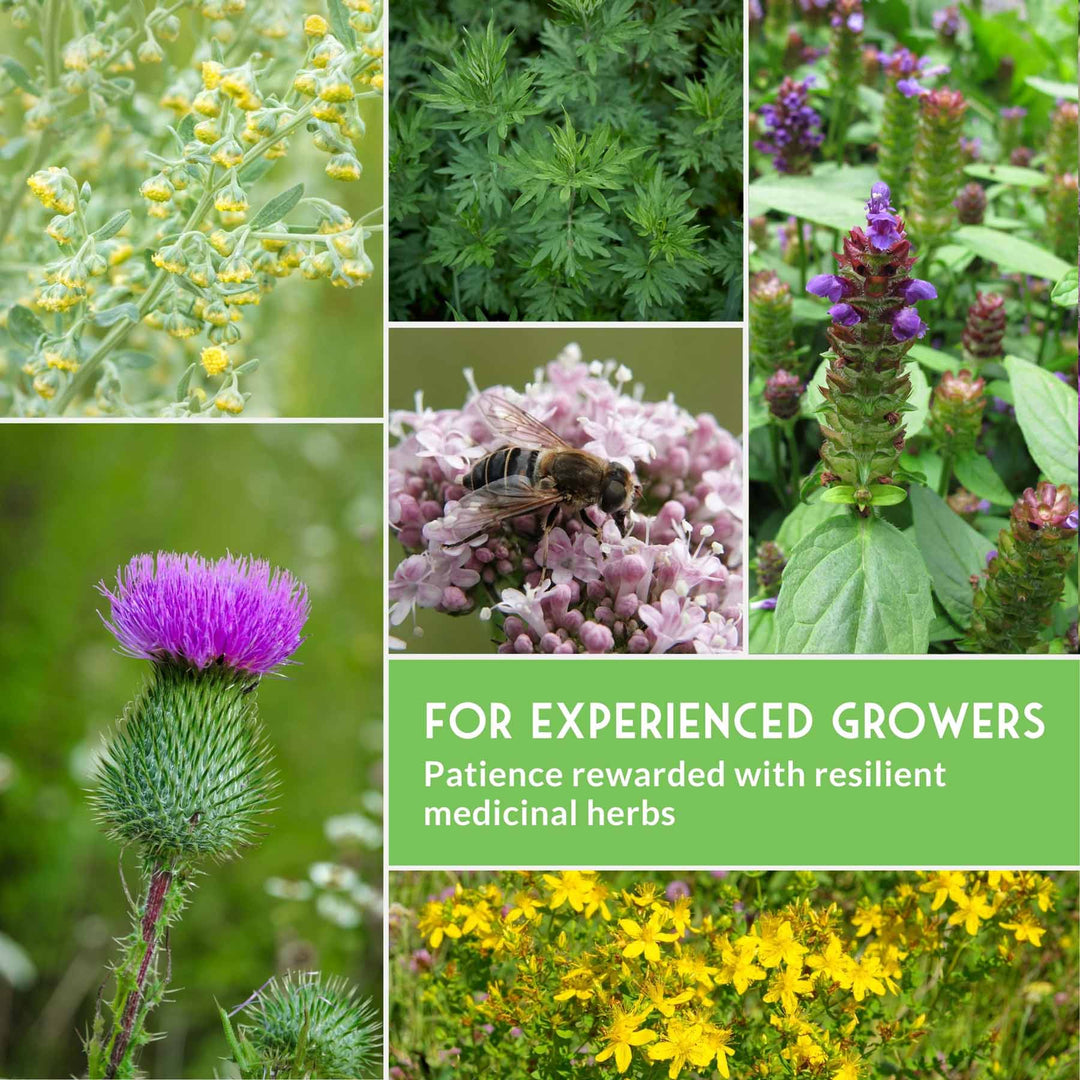 Herbalist Bundle – 8-Varieties of Heirloom Perennial &amp; Biennial Healing Plants for Advanced Apothecary Gardens