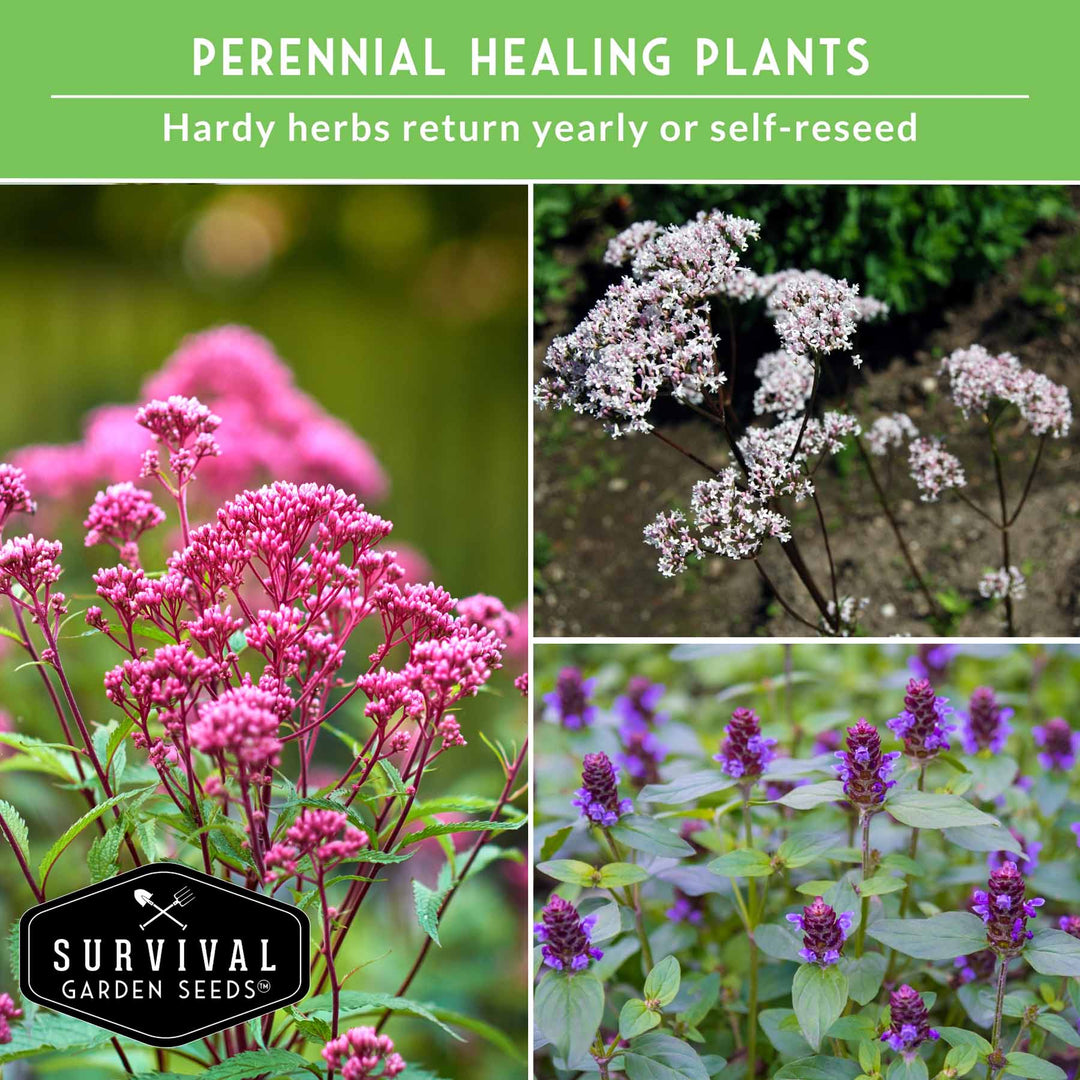 Herbalist Bundle – 8-Varieties of Heirloom Perennial &amp; Biennial Healing Plants for Advanced Apothecary Gardens