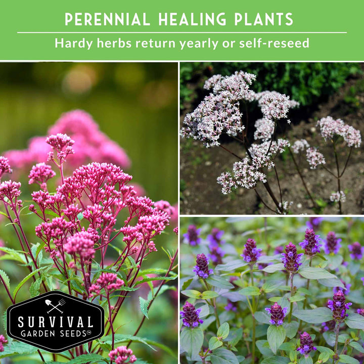 Herbalist Bundle – 8-Varieties of Heirloom Perennial &amp; Biennial Healing Plants for Advanced Apothecary Gardens