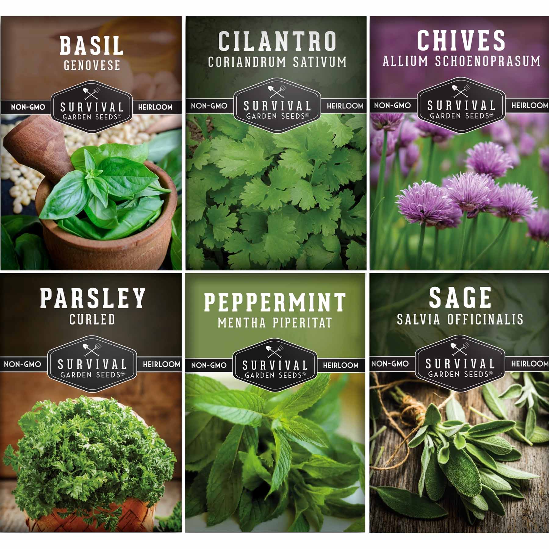Indoor Herb Garden Hydroponic Seeds Collection – 6 Heirloom Non-GMO Culinary Herbs for Countertop, Tower & Year-Round Growing