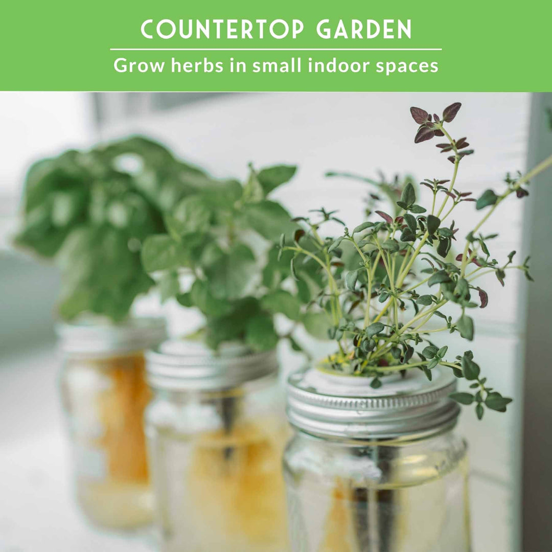 Indoor Herb Garden Hydroponic Seeds Collection – 6 Heirloom Non-GMO Culinary Herbs for Countertop, Tower &amp; Year-Round Growing
