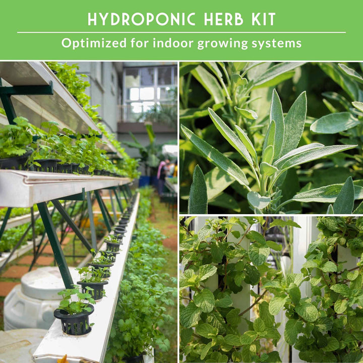 Indoor Herb Garden Hydroponic Seeds Collection – 6 Heirloom Non-GMO Culinary Herbs for Countertop, Tower &amp; Year-Round Growing