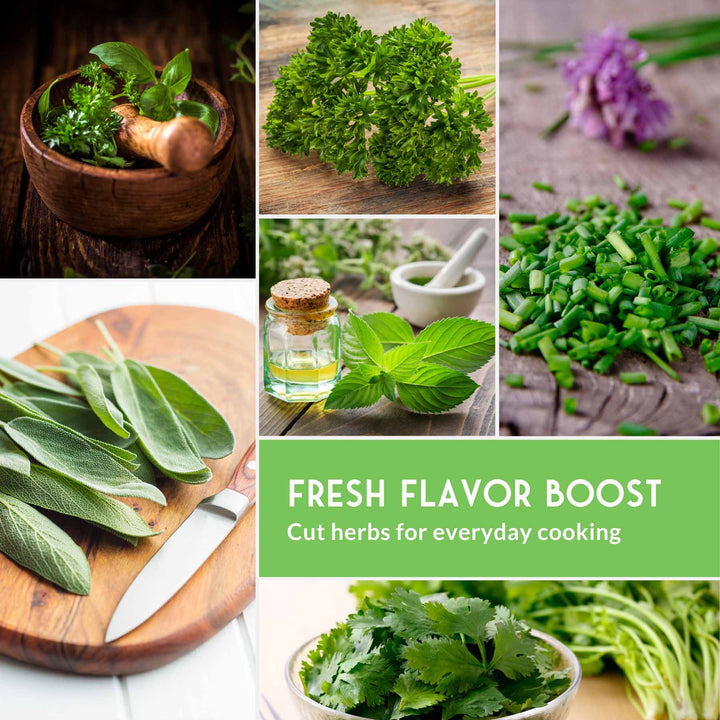 Indoor Herb Garden Hydroponic Seeds Collection – 6 Heirloom Non-GMO Culinary Herbs for Countertop, Tower &amp; Year-Round Growing