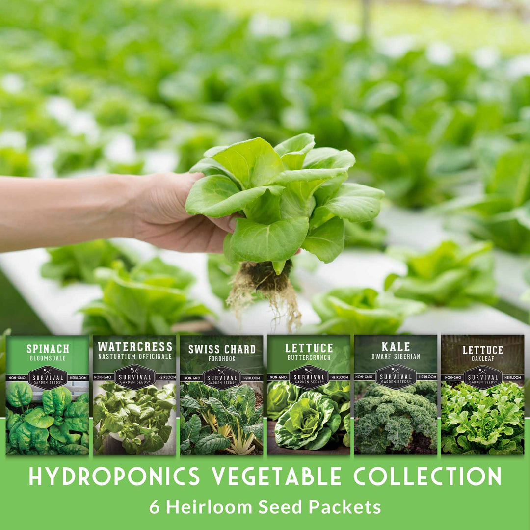 Hydroponic Vegetable Seeds Kit – 6 Heirloom Leafy Greens for Aerogardens, Towers &amp; Indoor Year-Round Growing
