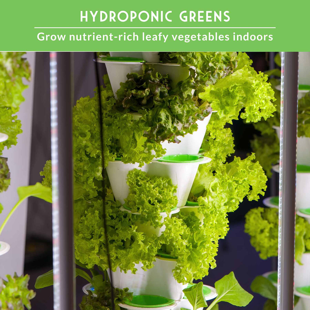 Hydroponic Vegetable Seeds Kit – 6 Heirloom Leafy Greens for Aerogardens, Towers &amp; Indoor Year-Round Growing