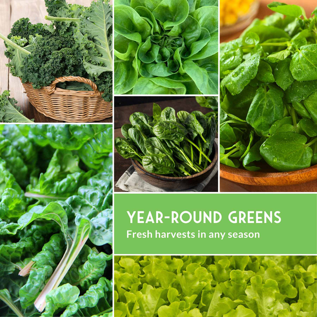 Hydroponic Vegetable Seeds Kit – 6 Heirloom Leafy Greens for Aerogardens, Towers &amp; Indoor Year-Round Growing