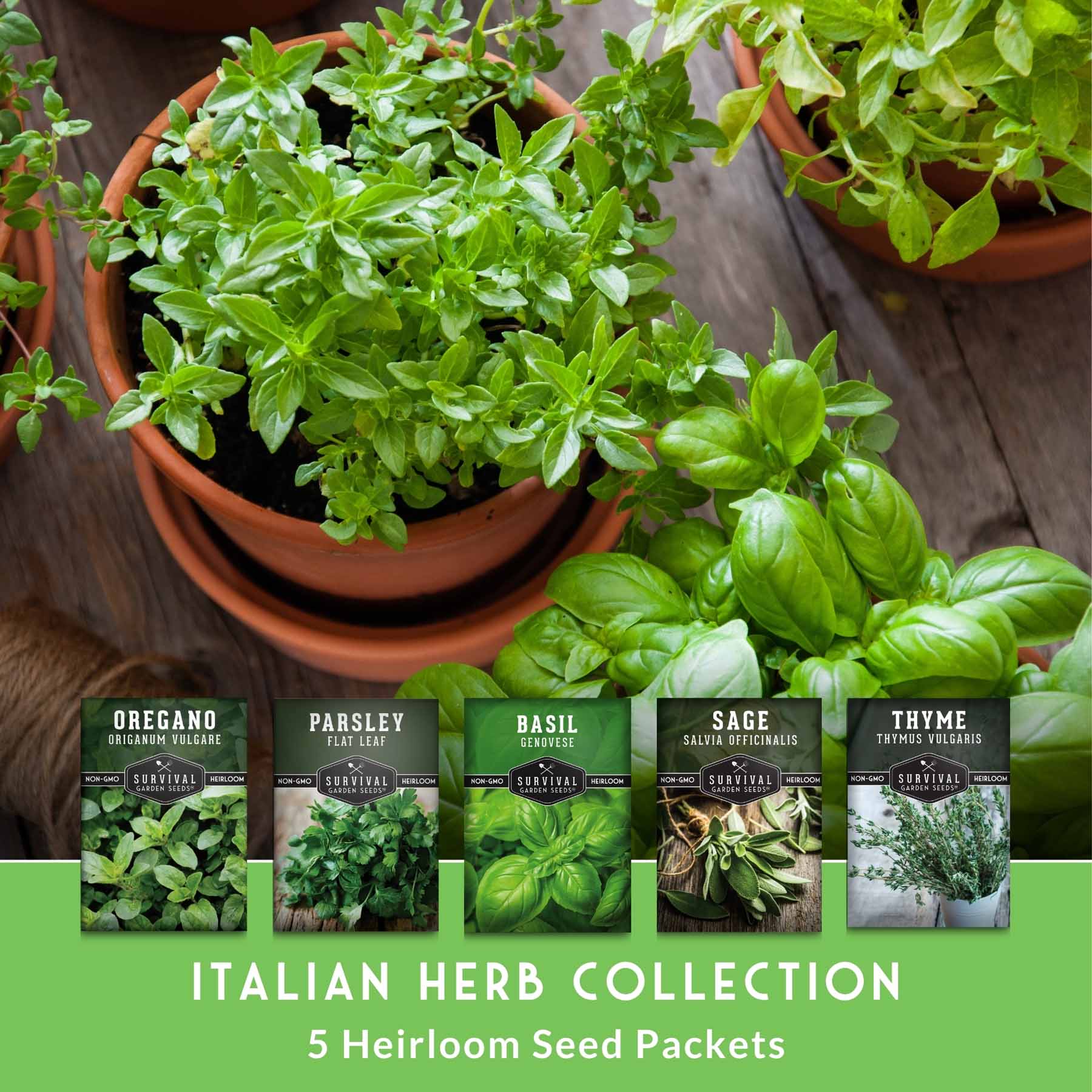 Italian Herb Seeds Collection – Genovese Basil, Oregano, Thyme, Sage, and Flat-Leaf Parsley for Indoor or Outdoor Culinary Gardens