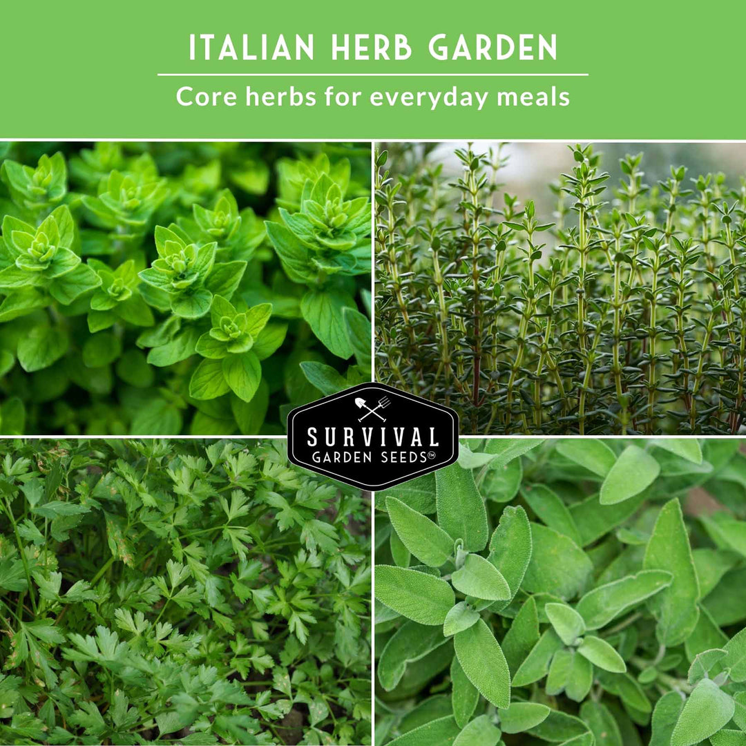Italian Herb Seeds Collection – Genovese Basil, Oregano, Thyme, Sage, and Flat-Leaf Parsley for Indoor or Outdoor Culinary Gardens