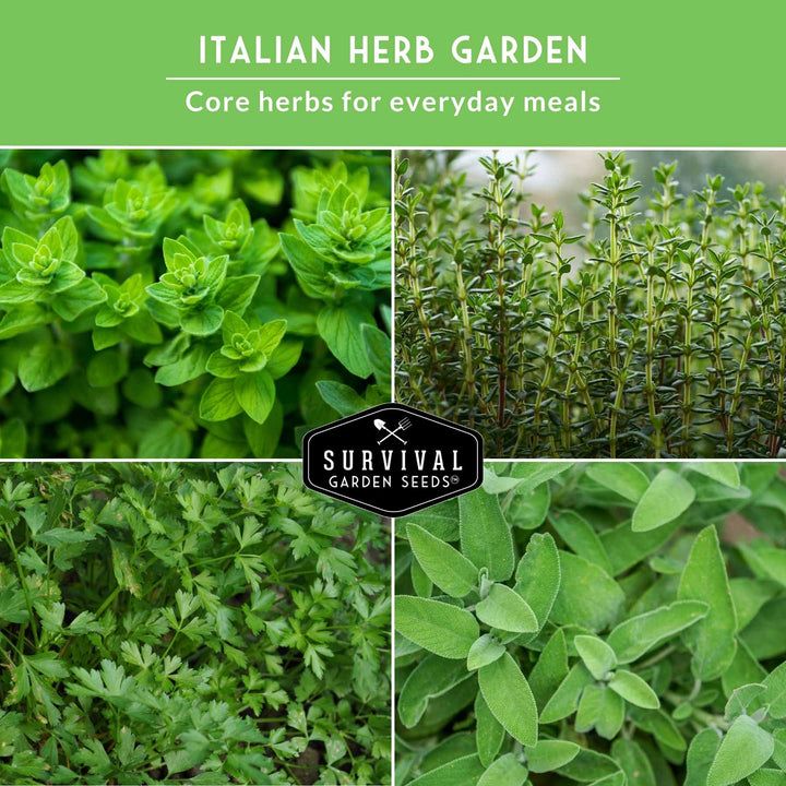 Italian Herb Seeds Collection – Genovese Basil, Oregano, Thyme, Sage, and Flat-Leaf Parsley for Indoor or Outdoor Culinary Gardens