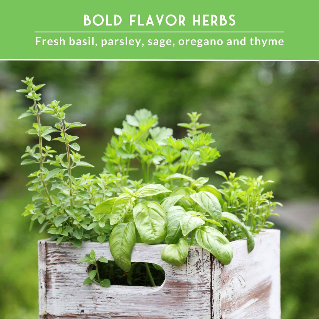 Italian Herb Seeds Collection – Genovese Basil, Oregano, Thyme, Sage, and Flat-Leaf Parsley for Indoor or Outdoor Culinary Gardens