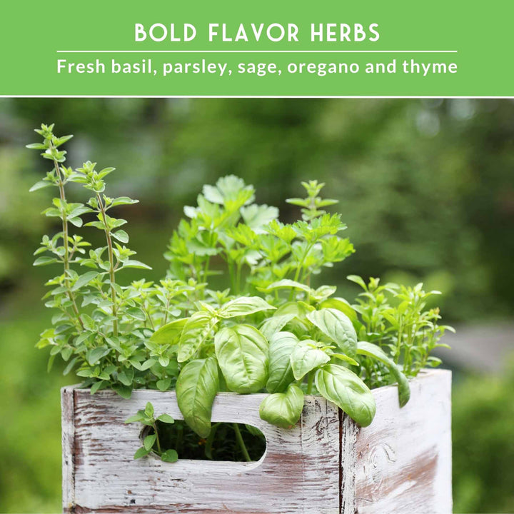 Italian Herb Seeds Collection – Genovese Basil, Oregano, Thyme, Sage, and Flat-Leaf Parsley for Indoor or Outdoor Culinary Gardens