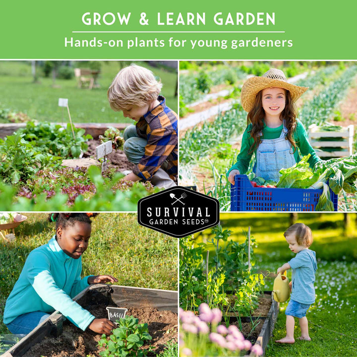 Kid’s Easy Garden Seed Collection – 6 Fast-Growing Vegetables &amp; Herbs for Beginner Gardeners