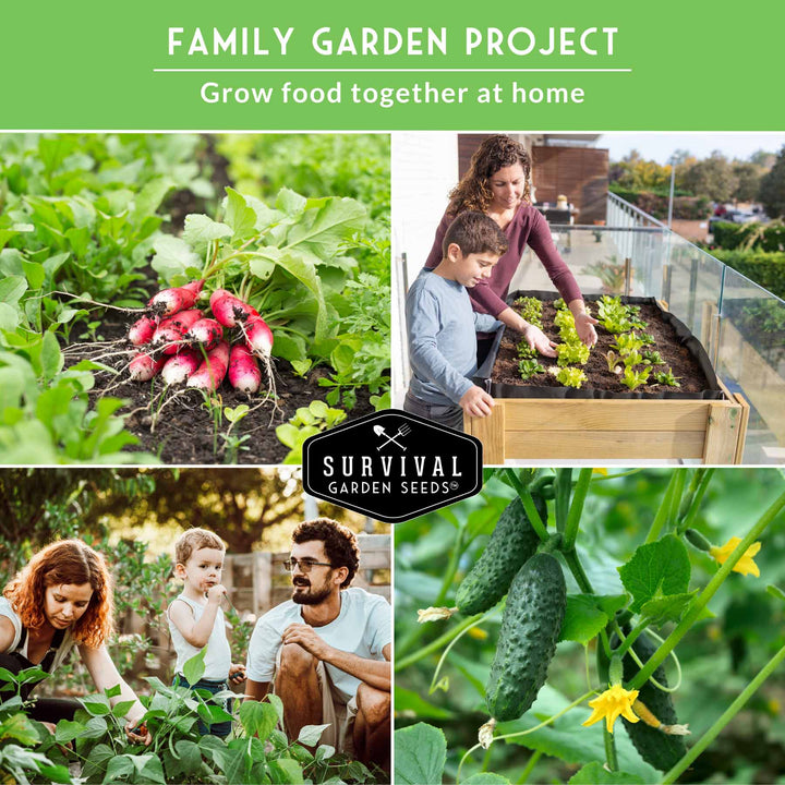 Kid’s Easy Garden Seed Collection – 6 Fast-Growing Vegetables &amp; Herbs for Beginner Gardeners