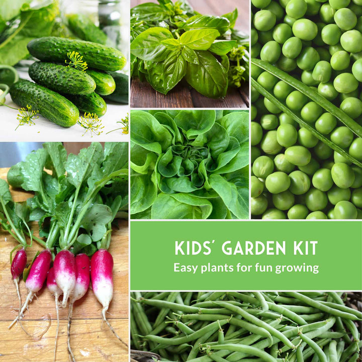 Kid’s Easy Garden Seed Collection – 6 Fast-Growing Vegetables &amp; Herbs for Beginner Gardeners