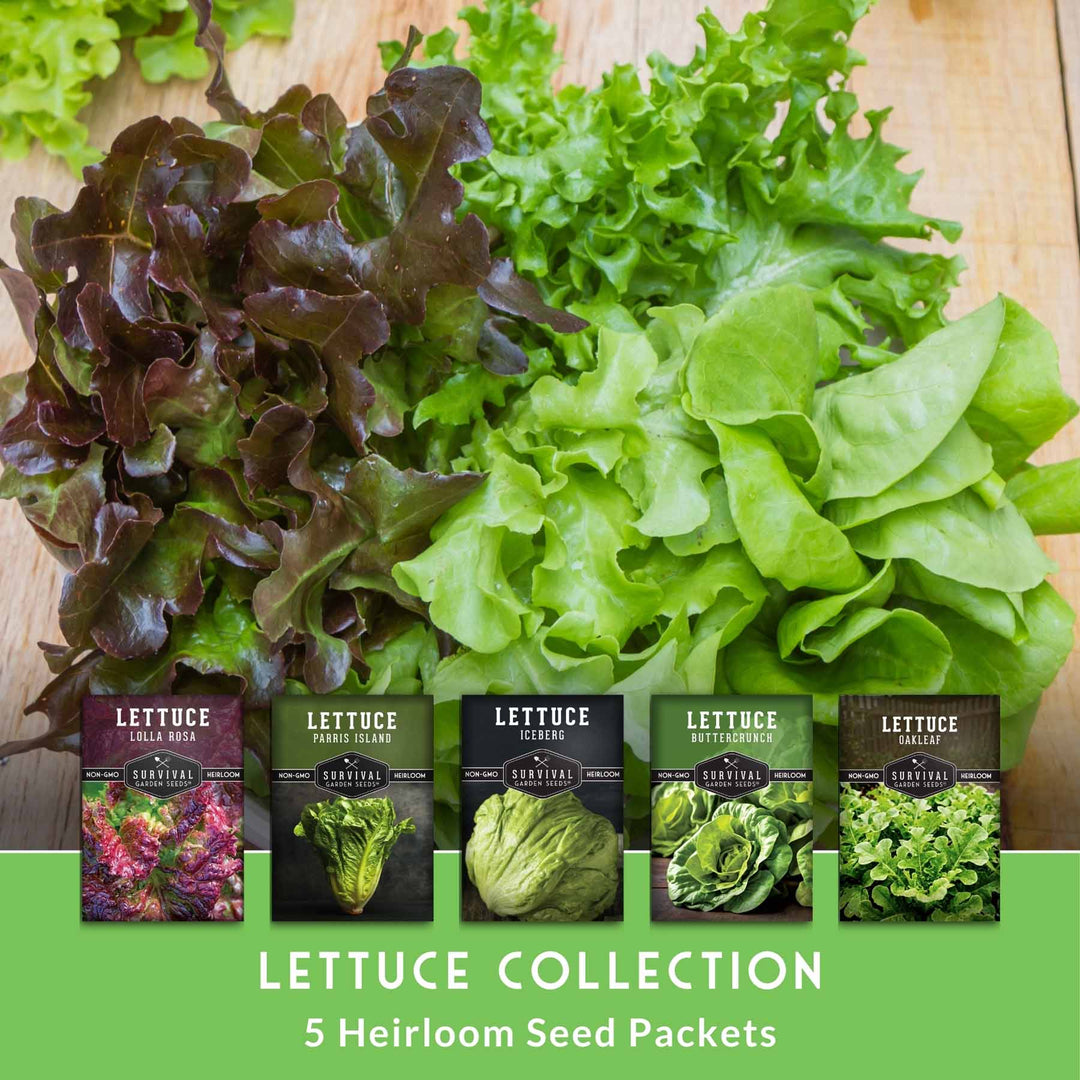 Lettuce Seed Collection – 5 Heirloom Varieties for Year-Round Harvest | Buttercrunch, Oakleaf, Lolla Rosa, Iceberg &amp; Parris Island