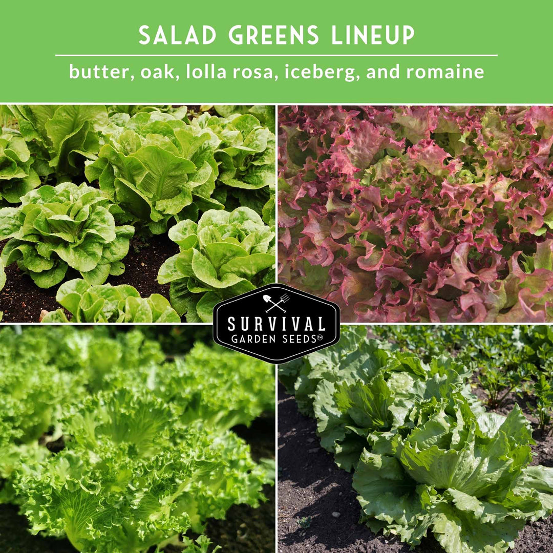 Lettuce Seed Collection – 5 Heirloom Varieties for Year-Round Harvest | Buttercrunch, Oakleaf, Lolla Rosa, Iceberg &amp; Parris Island