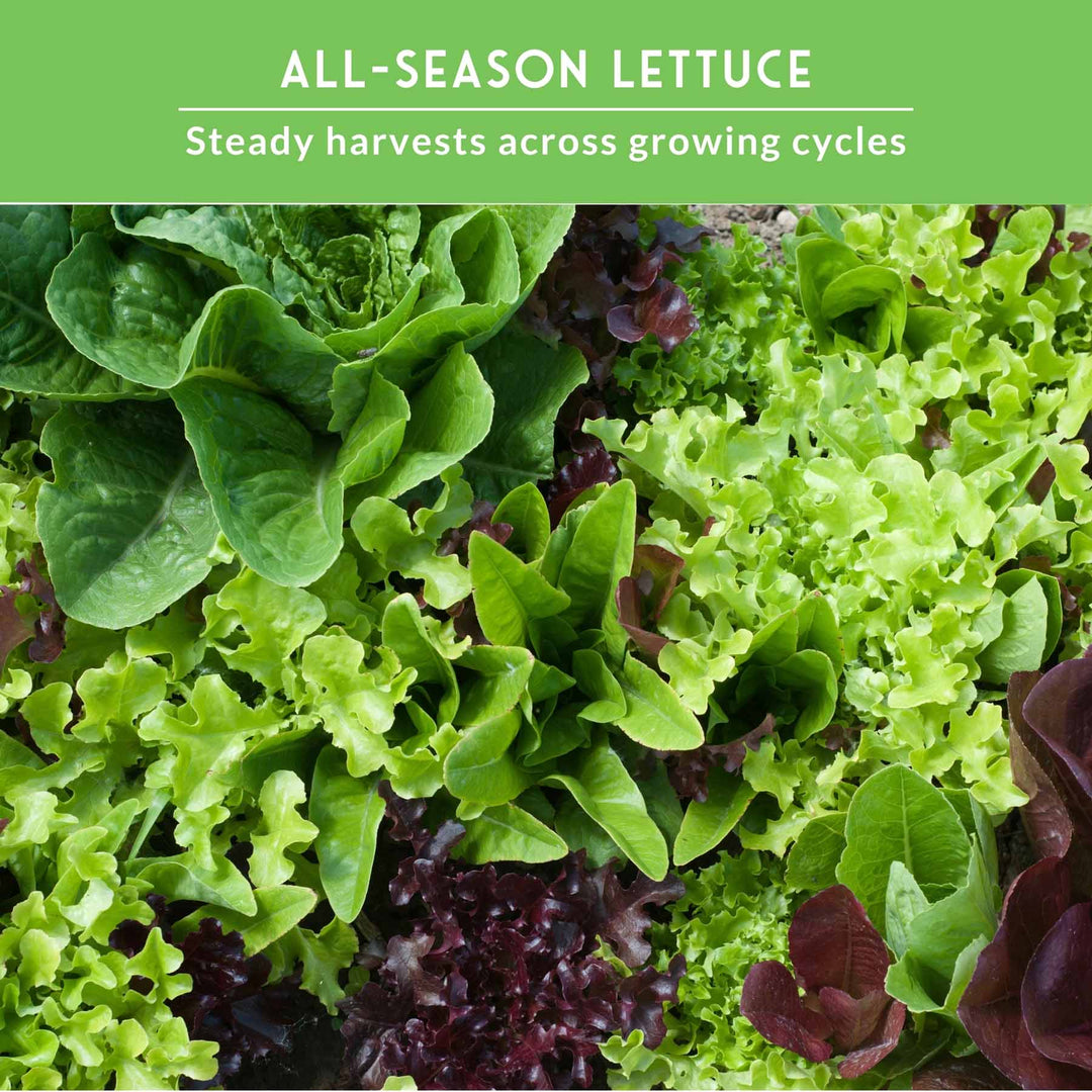 Lettuce Seed Collection – 5 Heirloom Varieties for Year-Round Harvest | Buttercrunch, Oakleaf, Lolla Rosa, Iceberg &amp; Parris Island
