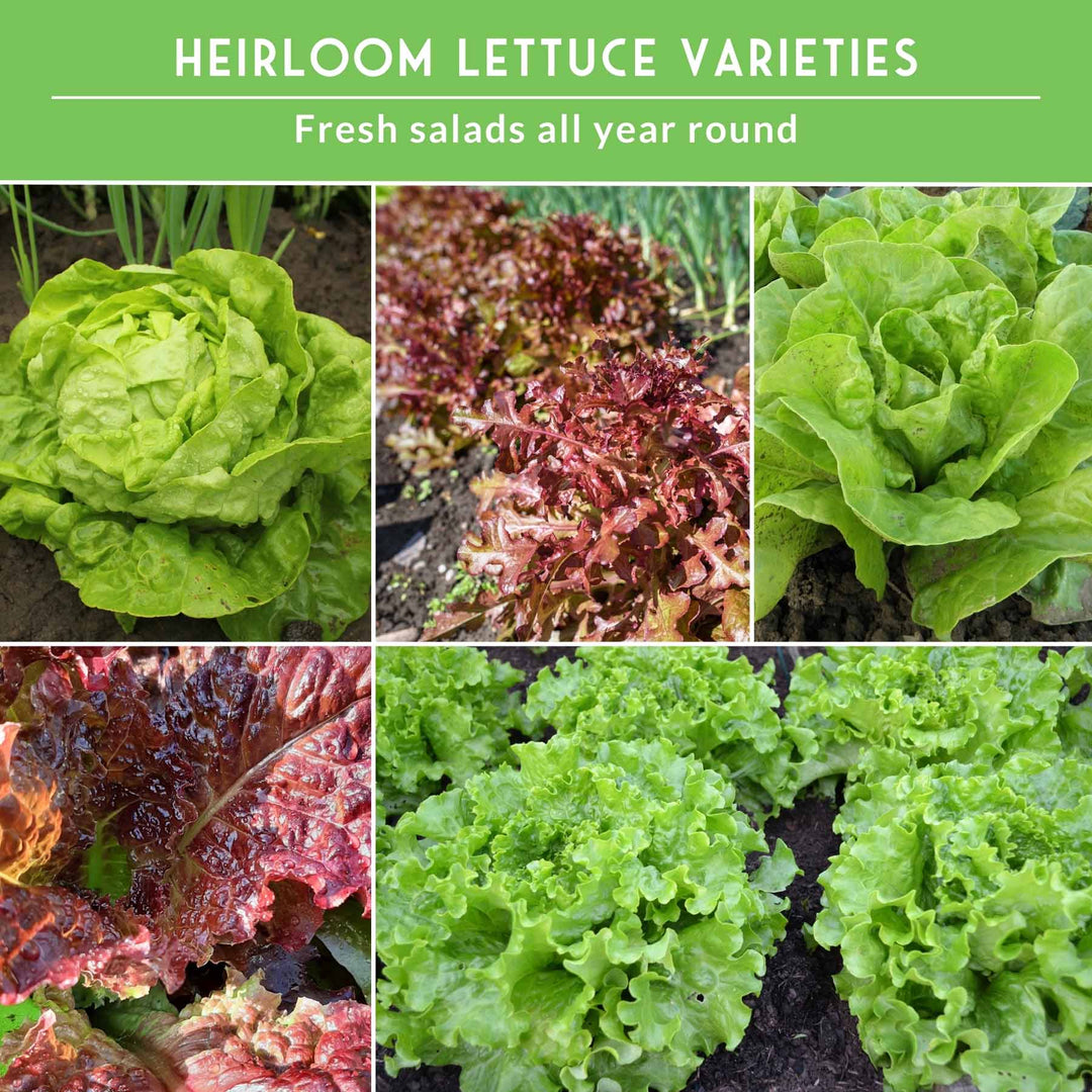 10 Lettuce Seed Collection – Looseleaf, Romaine, Butterhead &amp; Crisphead Varieties for Year-Round Salad Harvests