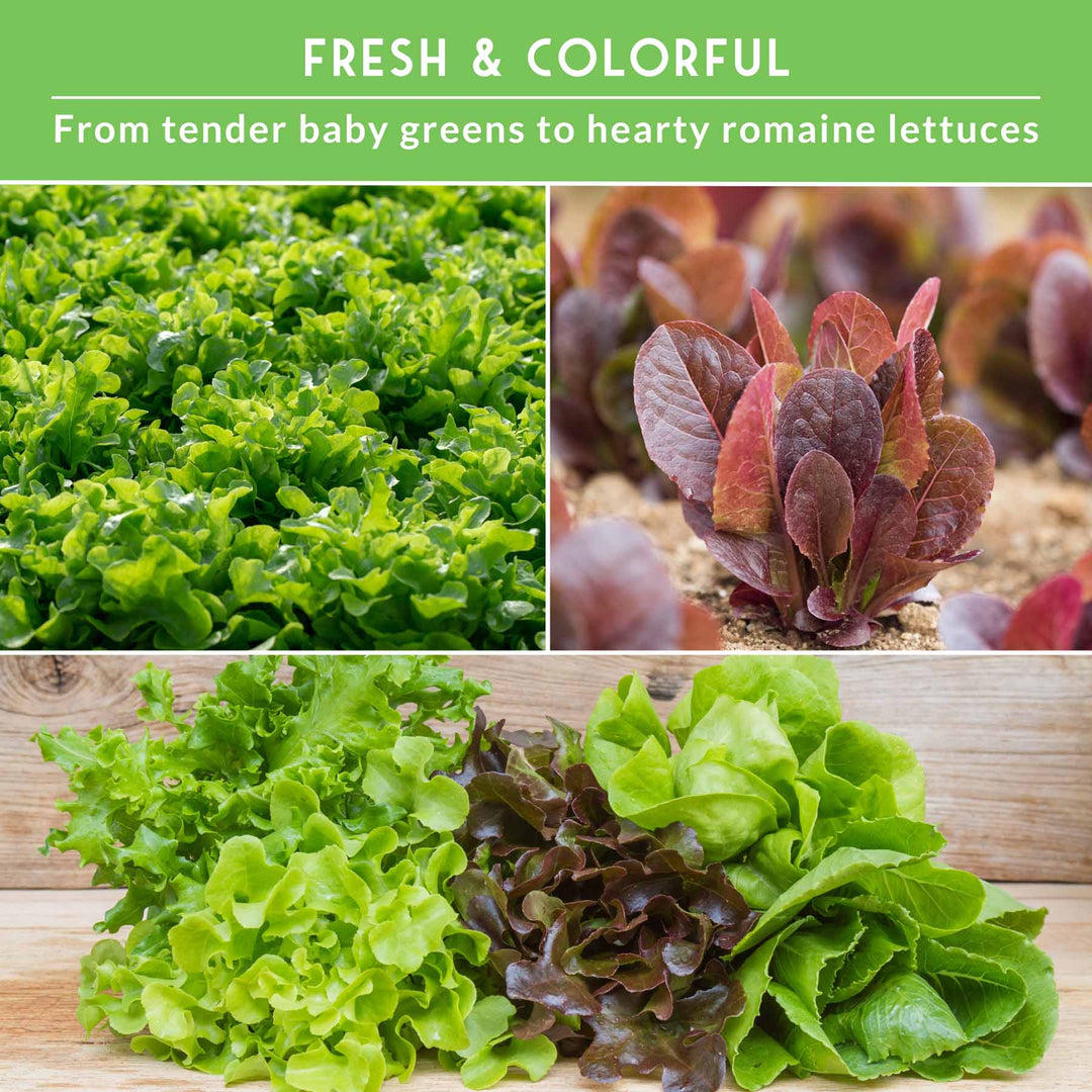 10 Lettuce Seed Collection – Looseleaf, Romaine, Butterhead &amp; Crisphead Varieties for Year-Round Salad Harvests