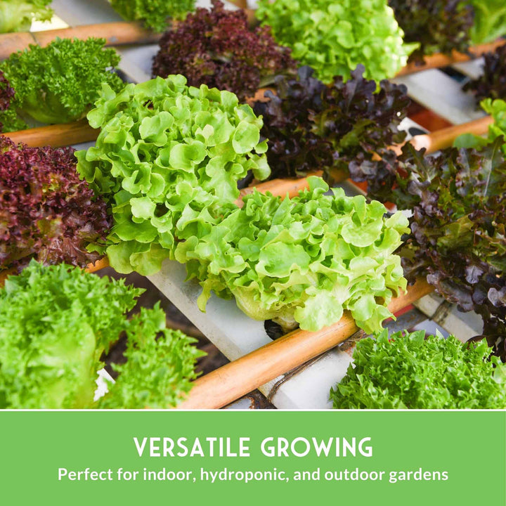 10 Lettuce Seed Collection – Looseleaf, Romaine, Butterhead &amp; Crisphead Varieties for Year-Round Salad Harvests