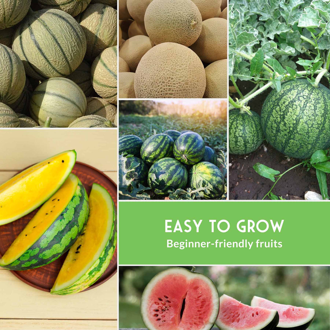 Melon Seed Collection – 6 Heirloom Varieties of Watermelon, Cantaloupe &amp; Honeydew for High-Yield Summer Gardens