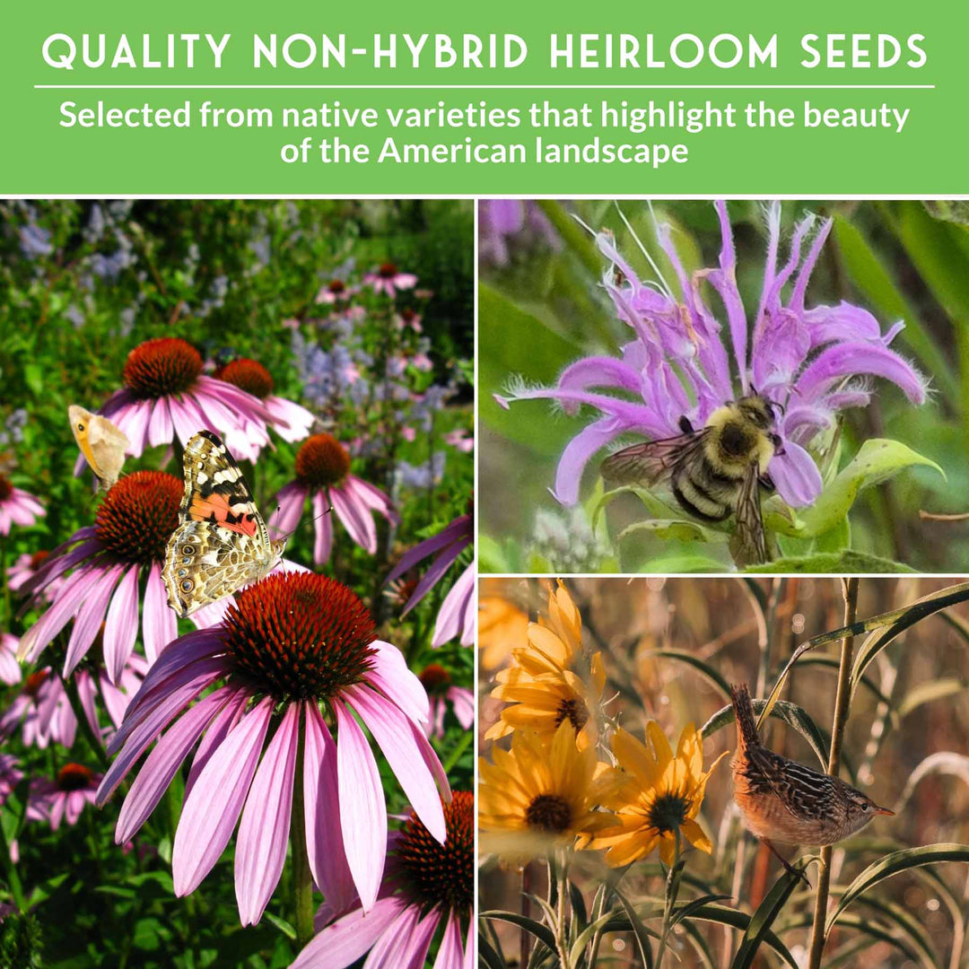 Native Habitat Seed Collection – 24 Native Wildflowers &amp; Grasses for Pollinators, Meadows &amp; Low-Maintenance Landscapes