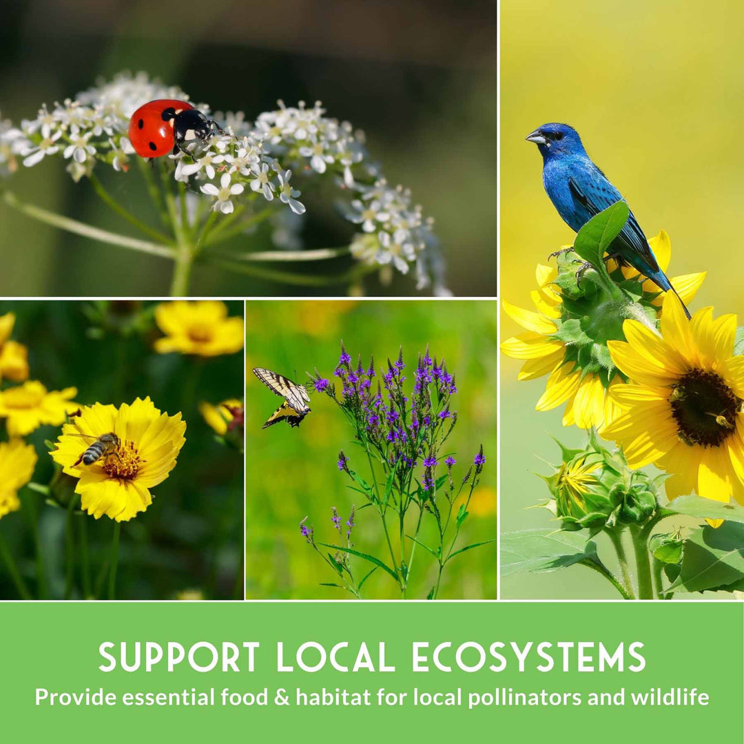 Native Habitat Seed Collection – 24 Native Wildflowers &amp; Grasses for Pollinators, Meadows &amp; Low-Maintenance Landscapes