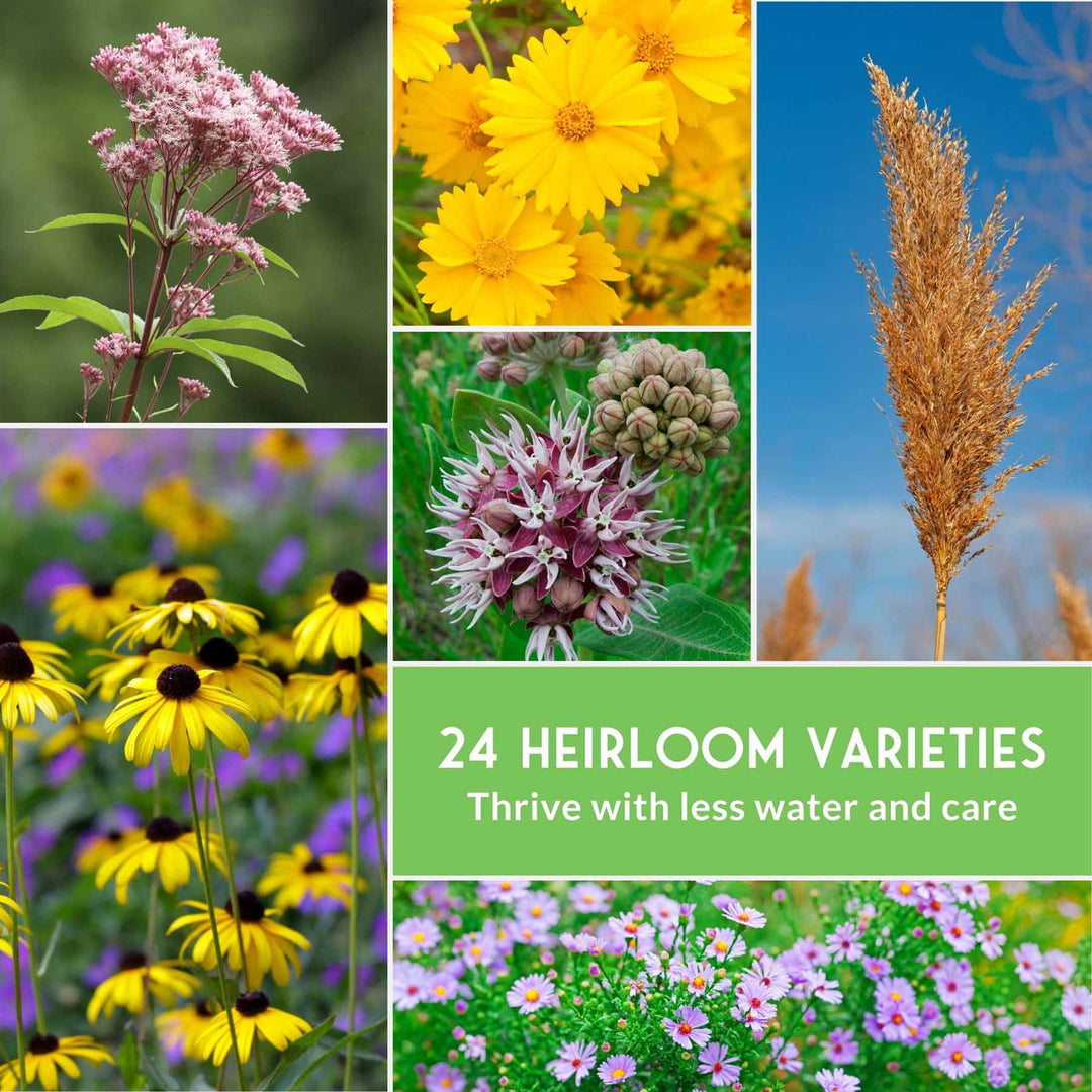 Native Habitat Seed Collection – 24 Native Wildflowers &amp; Grasses for Pollinators, Meadows &amp; Low-Maintenance Landscapes