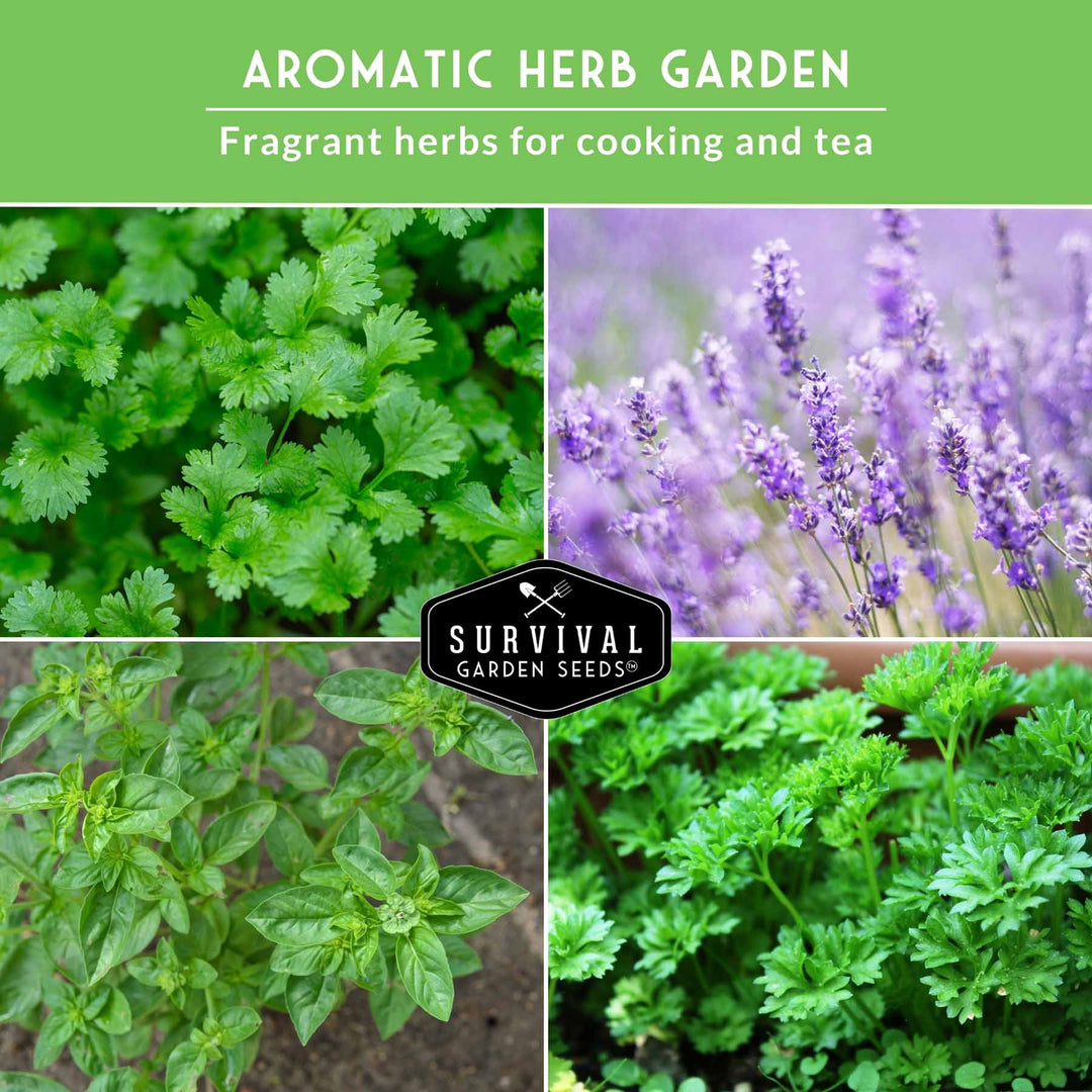 Popular Herb Seed Collection – 5 Heirloom Non-GMO Herbs for Culinary &amp; Garden Use (Spearmint, Basil, Cilantro, Lavender &amp; Parsley) – Indoor or Outdoor Growing Kit