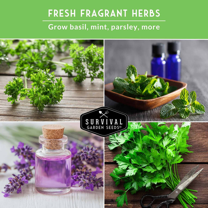 Popular Herb Seed Collection – 5 Heirloom Non-GMO Herbs for Culinary &amp; Garden Use (Spearmint, Basil, Cilantro, Lavender &amp; Parsley) – Indoor or Outdoor Growing Kit