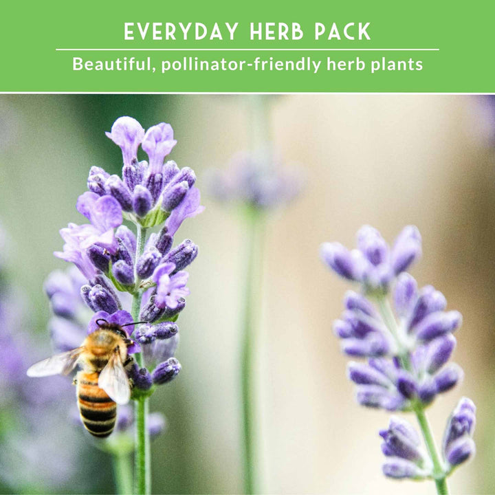 Popular Herb Seed Collection – 5 Heirloom Non-GMO Herbs for Culinary &amp; Garden Use (Spearmint, Basil, Cilantro, Lavender &amp; Parsley) – Indoor or Outdoor Growing Kit