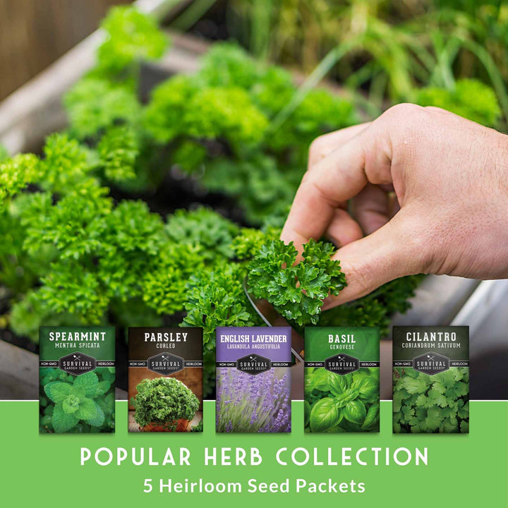 Popular Herb Seed Collection – 5 Heirloom Non-GMO Herbs for Culinary &amp; Garden Use (Spearmint, Basil, Cilantro, Lavender &amp; Parsley) – Indoor or Outdoor Growing Kit