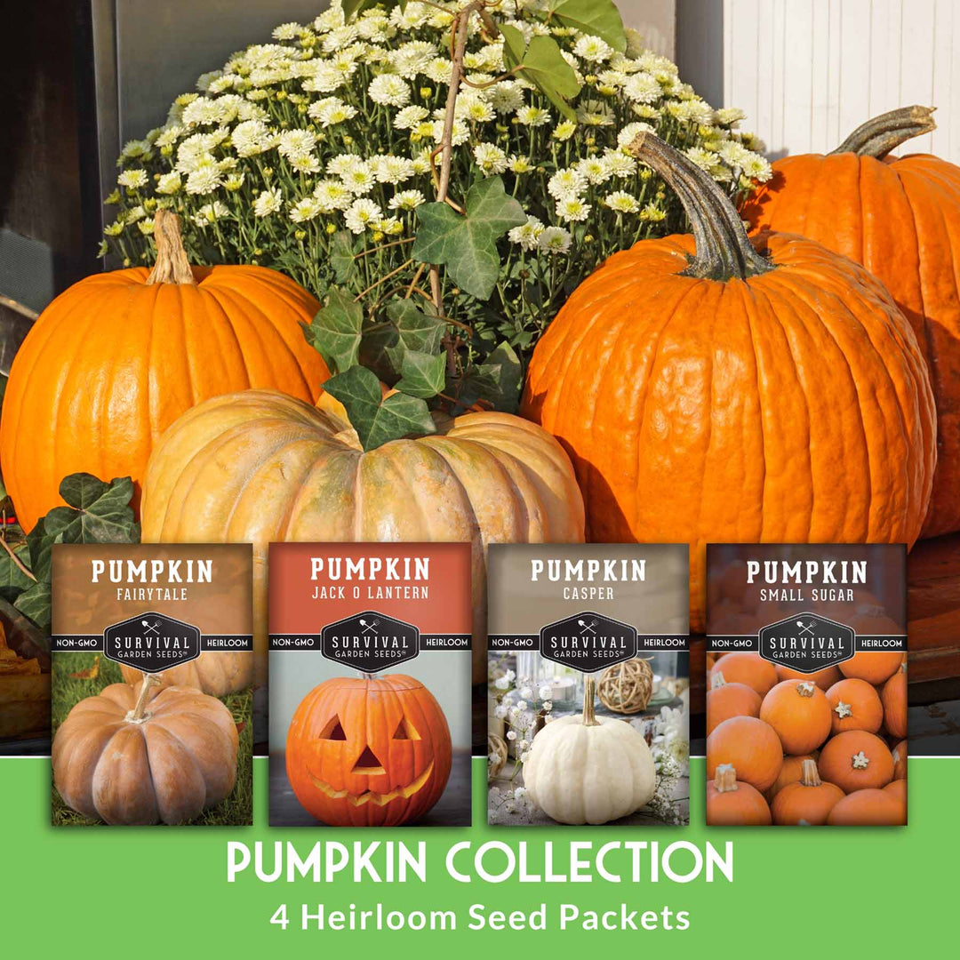 Pumpkin Seeds Variety Pack – 4 Heirloom Non-GMO Varieties for Baking, Carving, Fall Décor &amp; Family Gardening