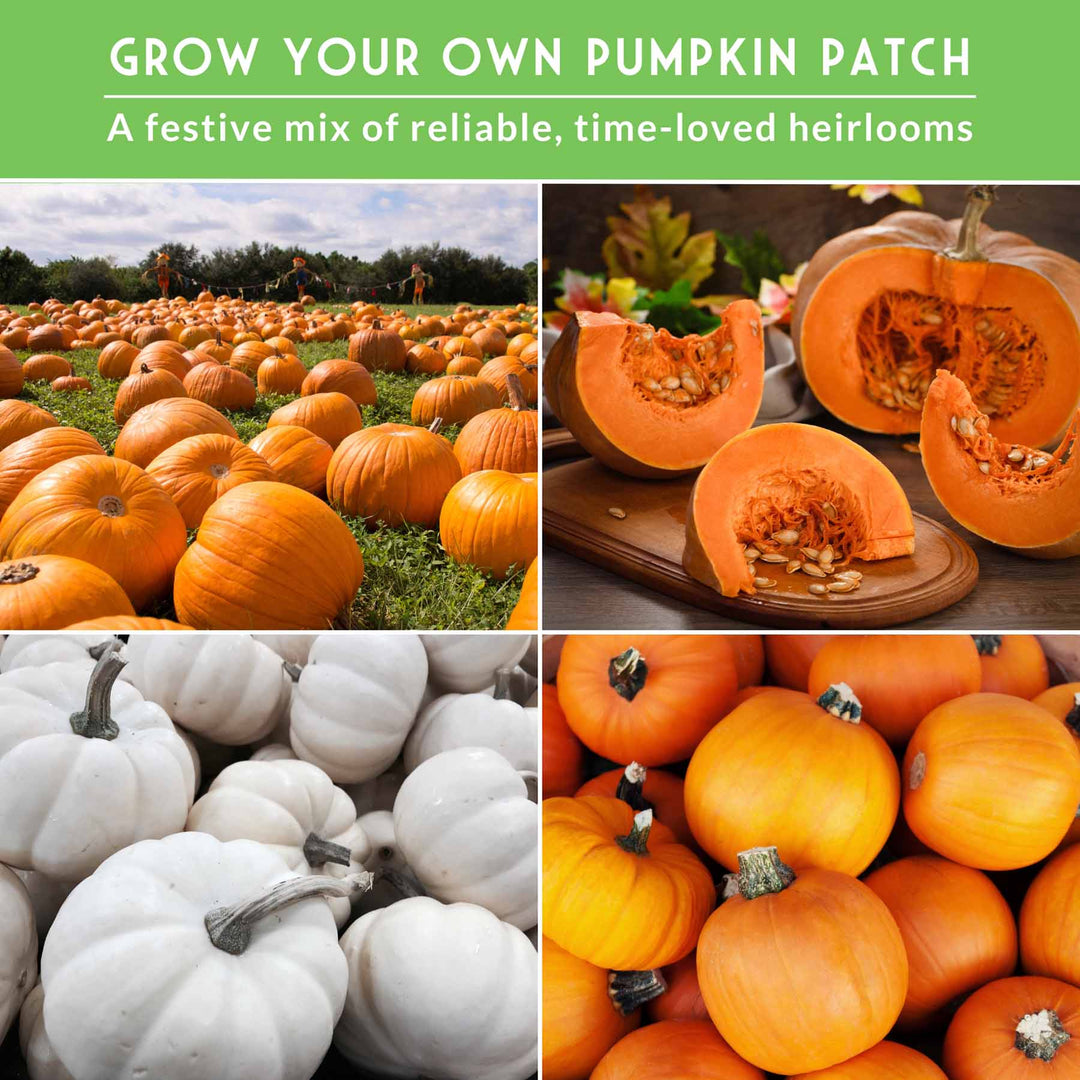 Pumpkin Seeds Variety Pack – 4 Heirloom Non-GMO Varieties for Baking, Carving, Fall Décor &amp; Family Gardening